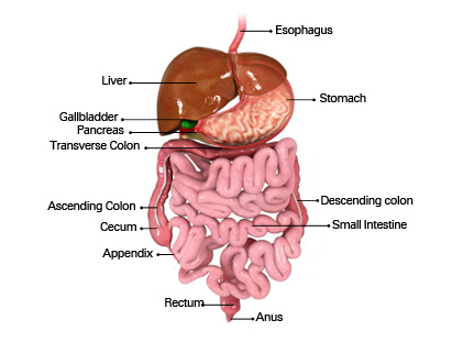 Gastrointestinal System Anatomy